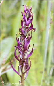 https://www.waibe.fr/sites/photoeg/medias/images/ORCHIDEES/orchidees__4_.jpg