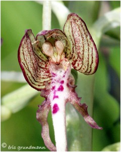 https://www.waibe.fr/sites/photoeg/medias/images/ORCHIDEES/orchis_bouc_2012-06.jpg