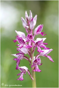 https://www.waibe.fr/sites/photoeg/medias/images/ORCHIDEES/orchis_militaire_31.jpg