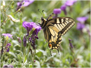 https://www.waibe.fr/sites/photoeg/medias/images/PAPILLONS/PAP-machaon.jpg