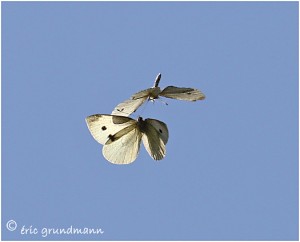 https://www.waibe.fr/sites/photoeg/medias/images/PAPILLONS/PAP-pierides_vol.jpg