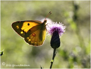 https://www.waibe.fr/sites/photoeg/medias/images/PAPILLONS/PAP-soufre_04.jpg