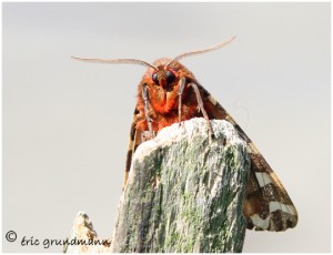 https://www.waibe.fr/sites/photoeg/medias/images/PAPILLONS/Pap-ecalle_martre_11b.jpg