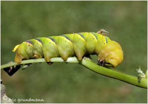 https://www.waibe.fr/sites/photoeg/medias/images/PAPILLONS/chenille_sphinx_tete_de_mort_05.jpg