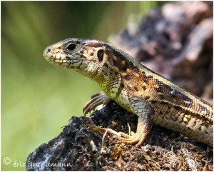 https://www.waibe.fr/sites/photoeg/medias/images/REPTILES/2013-lezard_femelle_05.jpg