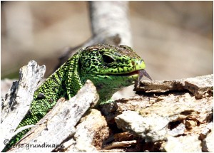 https://www.waibe.fr/sites/photoeg/medias/images/REPTILES/lezard_des_souches_011b.jpg