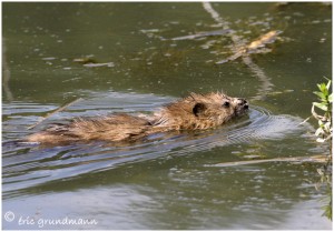 https://www.waibe.fr/sites/photoeg/medias/images/RONGEURS/2012-RAT_MUSQUE_1.jpg