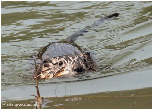 https://www.waibe.fr/sites/photoeg/medias/images/RONGEURS/2013-rat_musque_01.jpg