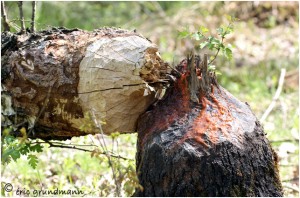 https://www.waibe.fr/sites/photoeg/medias/images/RONGEURS/arbre_ronge.jpg