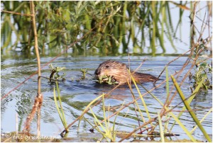 https://www.waibe.fr/sites/photoeg/medias/images/RONGEURS/rat_musque_01.jpg