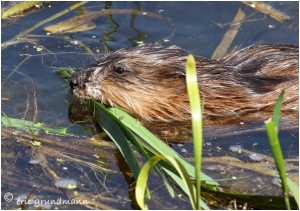 https://www.waibe.fr/sites/photoeg/medias/images/RONGEURS/rat_musque_010.jpg