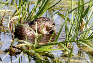 https://www.waibe.fr/sites/photoeg/medias/images/RONGEURS/rat_musque_03.jpg