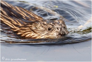 https://www.waibe.fr/sites/photoeg/medias/images/RONGEURS/rat_musque_06.jpg