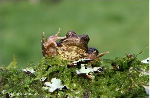 https://www.waibe.fr/sites/photoeg/medias/images/__HIDDEN__galerie_1/2017-mini_grenouille_011.jpg