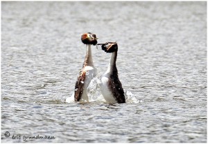 https://www.waibe.fr/sites/photoeg/medias/images/__HIDDEN__galerie_12/2016-grebes_01ab.jpg