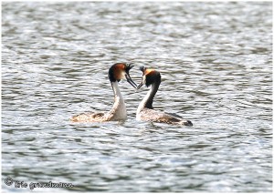 https://www.waibe.fr/sites/photoeg/medias/images/__HIDDEN__galerie_12/2016-grebes_09b.jpg