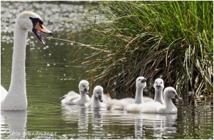 https://www.waibe.fr/sites/photoeg/medias/images/__HIDDEN__galerie_12/cygnes_11.jpg