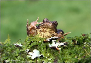 https://www.waibe.fr/sites/photoeg/medias/images/__HIDDEN__galerie_15/2017-mini_grenouille_01.jpg