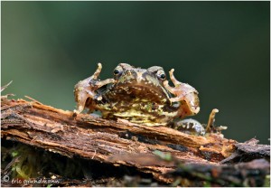 https://www.waibe.fr/sites/photoeg/medias/images/__HIDDEN__galerie_15/2017-mini_grenouille_02.jpg