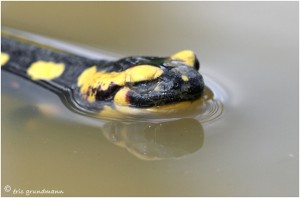 https://www.waibe.fr/sites/photoeg/medias/images/__HIDDEN__galerie_15/salamandre_034.jpg