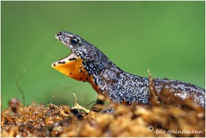 https://www.waibe.fr/sites/photoeg/medias/images/__HIDDEN__galerie_15/salamandre_bleue_01c.jpg