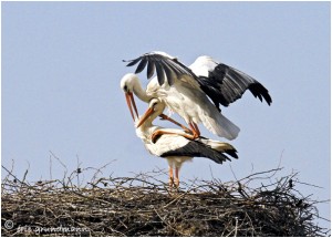 https://www.waibe.fr/sites/photoeg/medias/images/__HIDDEN__galerie_16/2016-cigogne_06.jpg