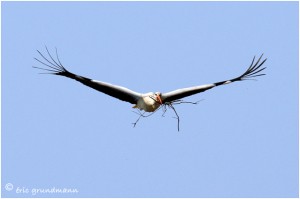 https://www.waibe.fr/sites/photoeg/medias/images/__HIDDEN__galerie_16/2016-cigogne_07c.jpg