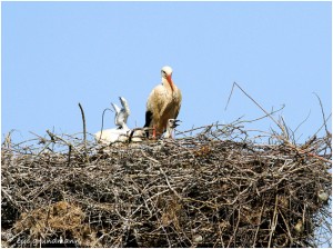 https://www.waibe.fr/sites/photoeg/medias/images/__HIDDEN__galerie_16/2017-cigognes_9_mai-05d.jpg