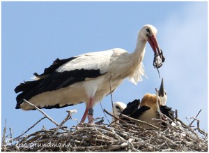 https://www.waibe.fr/sites/photoeg/medias/images/__HIDDEN__galerie_16/cigogne_2011-02.jpg