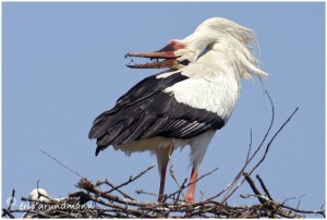 https://www.waibe.fr/sites/photoeg/medias/images/__HIDDEN__galerie_16/cigogne_2011-20.jpg