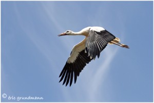 https://www.waibe.fr/sites/photoeg/medias/images/__HIDDEN__galerie_16/cigogne_2011-20__2_.jpg