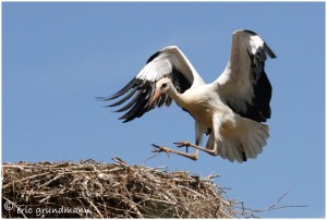 https://www.waibe.fr/sites/photoeg/medias/images/__HIDDEN__galerie_16/cigogne_2011-20__7_.jpg