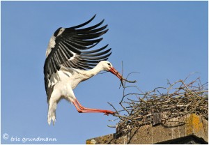 https://www.waibe.fr/sites/photoeg/medias/images/__HIDDEN__galerie_16/cigogne_La_Ferte_02.jpg