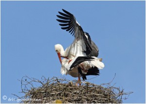 https://www.waibe.fr/sites/photoeg/medias/images/__HIDDEN__galerie_16/cigogne_La_Ferte_023.jpg