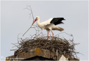 https://www.waibe.fr/sites/photoeg/medias/images/__HIDDEN__galerie_16/cigogne_La_Ferte_07.jpg