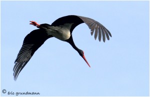 https://www.waibe.fr/sites/photoeg/medias/images/__HIDDEN__galerie_16/cigogne_noire_05.jpg