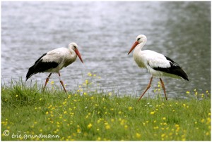 https://www.waibe.fr/sites/photoeg/medias/images/__HIDDEN__galerie_16/cigogne_p_12.jpg