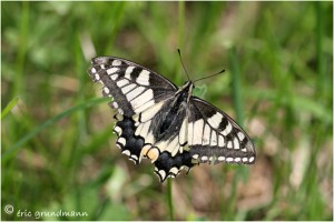 https://www.waibe.fr/sites/photoeg/medias/images/__HIDDEN__galerie_21/2019-machaon_01.jpg