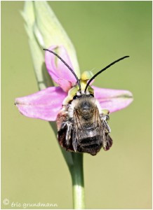 https://www.waibe.fr/sites/photoeg/medias/images/__HIDDEN__galerie_22/2016-orchideee_abeille__abeille.jpg