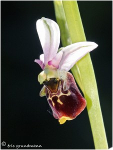 https://www.waibe.fr/sites/photoeg/medias/images/__HIDDEN__galerie_22/2016-orchideee_bourdon_03.jpg