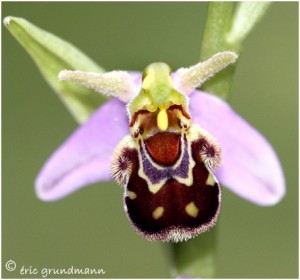 https://www.waibe.fr/sites/photoeg/medias/images/__HIDDEN__galerie_22/Orc-ophrys_abeille__6_.jpg