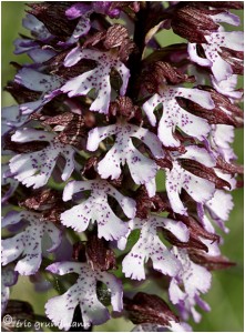 https://www.waibe.fr/sites/photoeg/medias/images/__HIDDEN__galerie_22/Orc-orchis_pourpre__7_.jpg