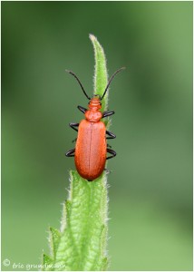 https://www.waibe.fr/sites/photoeg/medias/images/__HIDDEN__galerie_23/2019-pyrochroa_03.jpg