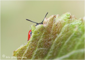 https://www.waibe.fr/sites/photoeg/medias/images/__HIDDEN__galerie_23/insecte_cache.jpg