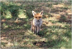 https://www.waibe.fr/sites/photoeg/medias/images/__HIDDEN__galerie_24/2016-renard_01s.jpg