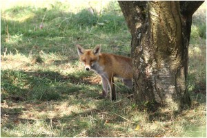 https://www.waibe.fr/sites/photoeg/medias/images/__HIDDEN__galerie_24/2016-renard_02s.jpg