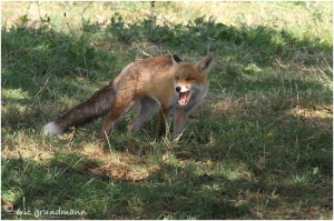 https://www.waibe.fr/sites/photoeg/medias/images/__HIDDEN__galerie_24/2016-renard_03s.jpg