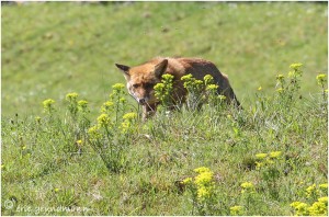 https://www.waibe.fr/sites/photoeg/medias/images/__HIDDEN__galerie_24/2017-renard_10c.jpg