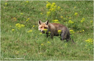 https://www.waibe.fr/sites/photoeg/medias/images/__HIDDEN__galerie_24/2017-renard_19b.jpg