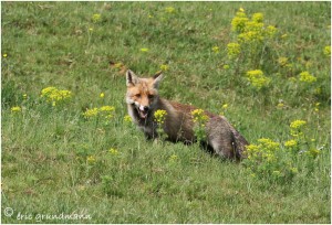 https://www.waibe.fr/sites/photoeg/medias/images/__HIDDEN__galerie_24/2017-renard_23.jpg